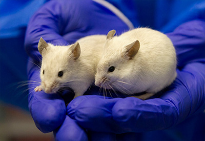 a lab assistant with purple gloves holding two mice