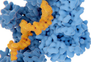 close up of a blue and orange molecule